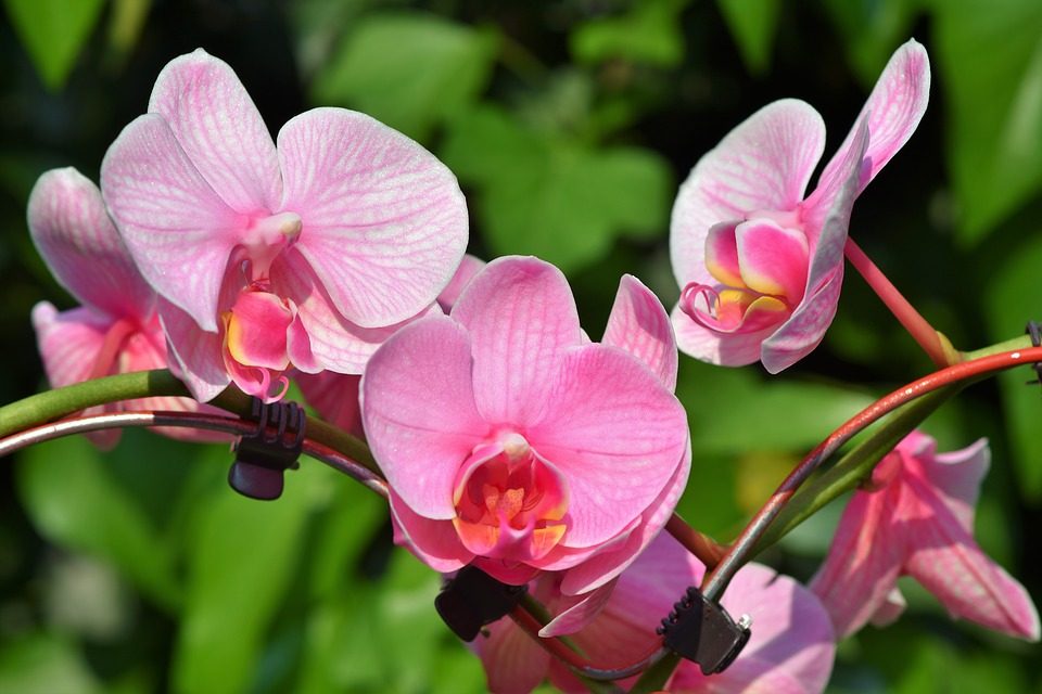 orchids-summer-flowers