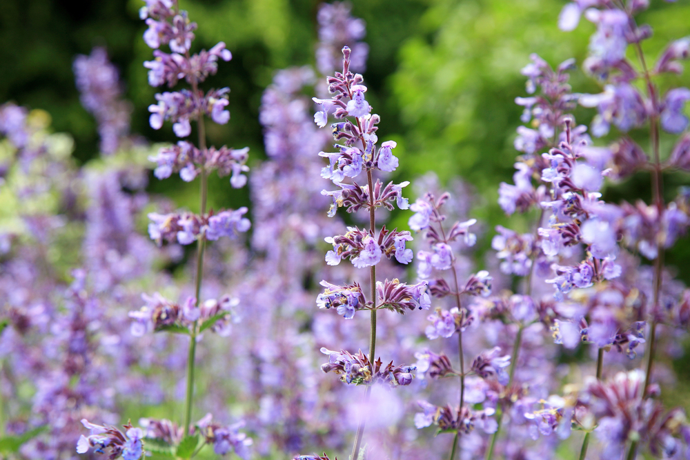 Purple flowers, cat mint in a field.