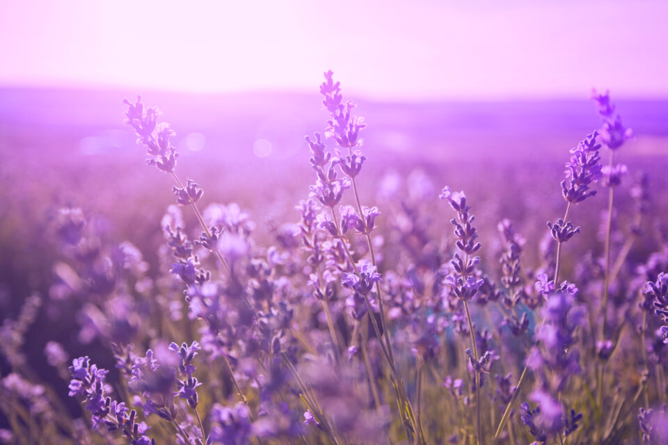 Purple flowers in a field during sunset.